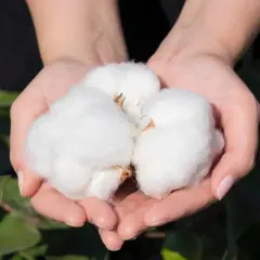 Manos sostienen suave algodón, un tesoro natural que inspira el futuro del algodón reciclado.
