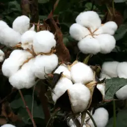Bolas de algodón blanco esponjoso, listas para ser hiladas en tela de liocel.