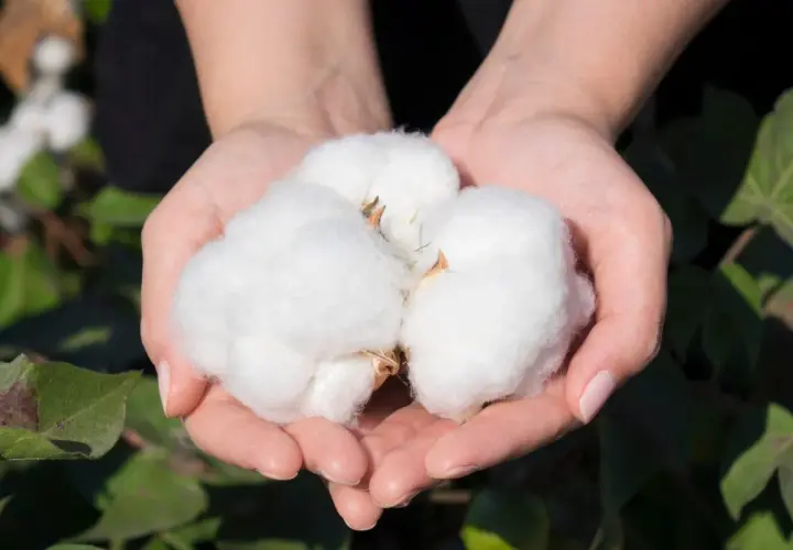 Manos sostienen suave algodón, un tesoro natural que inspira el futuro del algodón reciclado.