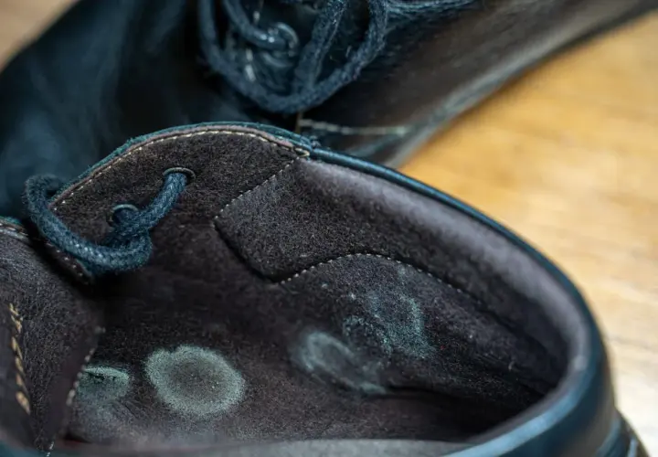 Manchas de moho verde y gris en el interior de un zapato negro. Esto explica porque sale moho en los zapatos: humedad y falta de ventilación.