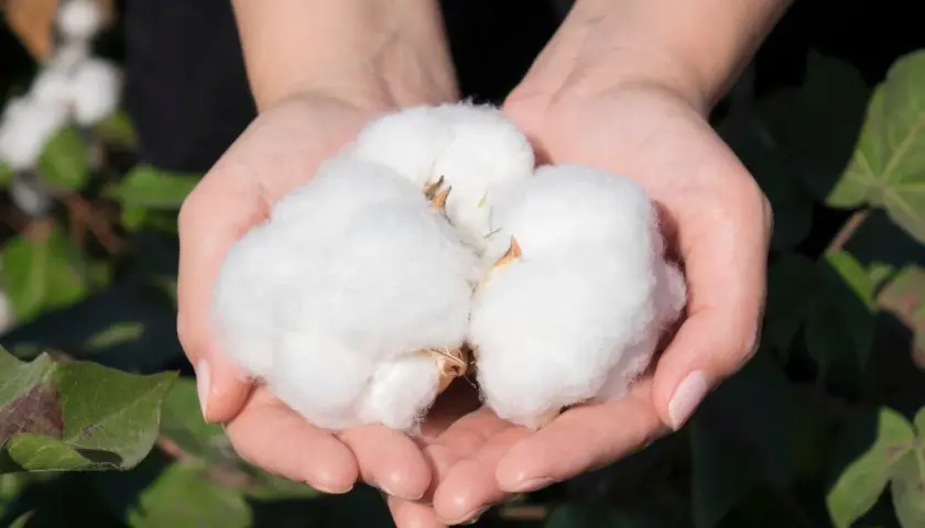 Manos sostienen suave algodón, un tesoro natural que inspira el futuro del algodón reciclado.