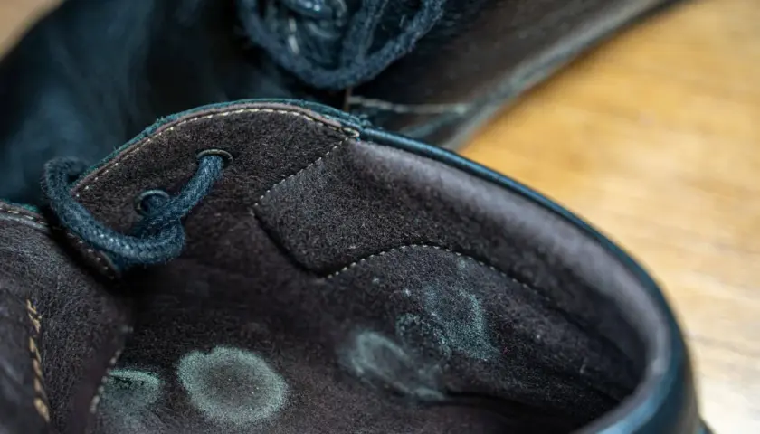 Manchas de moho verde y gris en el interior de un zapato negro. Esto explica porque sale moho en los zapatos: humedad y falta de ventilación.