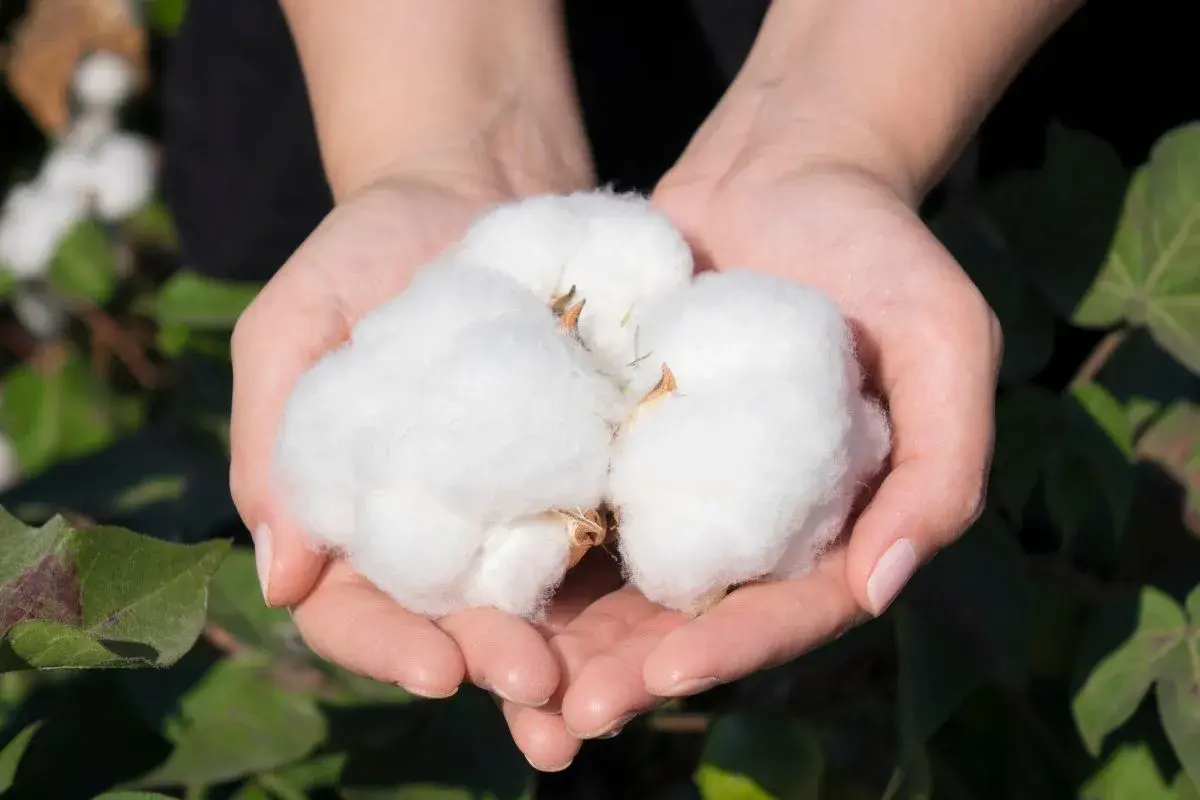 Manos sostienen suave algodón, un tesoro natural que inspira el futuro del algodón reciclado.